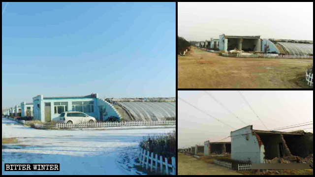 Pflanzenzuchtanlagen in der Stadt Hohhot vor und nach ihrer Zerstörung.